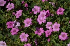 【宿根草ガーデニング】狭い庭やベランダでも育てられる「小型の宿根草」厳選7種