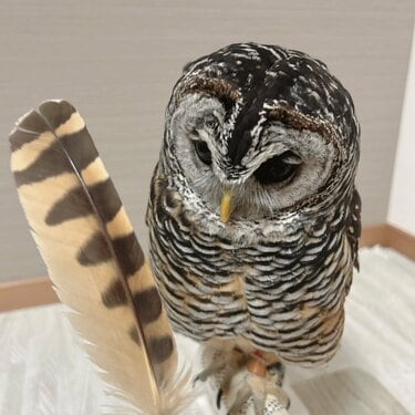 フクロウの羽根　優しい羽根　ふわふわな羽根 羽とフクロウ】「抜けたよ」小さな体から大きな羽が！「そんなに