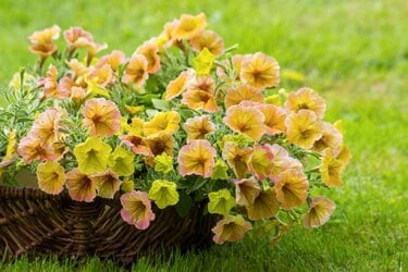 ガーデニング】鉢植えで楽しみたい「ビタミンカラーの春の花・8選