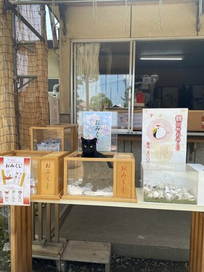 青森県の神社でおみくじと同化する猫ちゃん