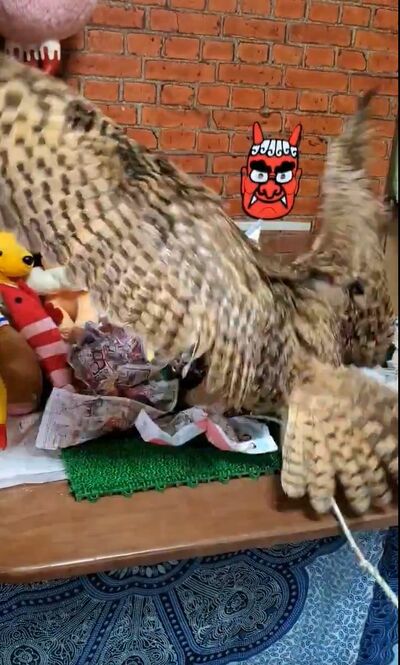 投稿動画のワンシーン