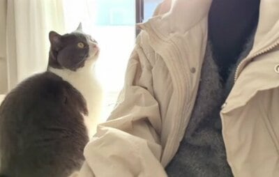 飼い主さんにスリスリしたら必ずお顔を見るまるちゃん