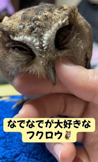 投稿動画のワンシーン