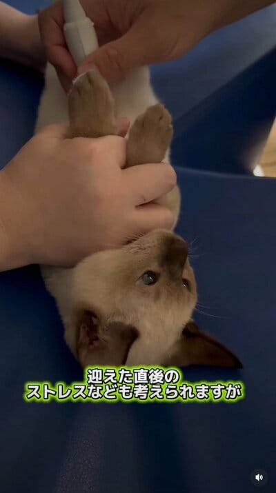 大人しく受けているエコー検査