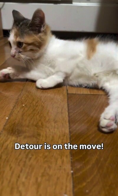 床に伏せ、前脚を伸ばして辺りをうかがうデトゥア