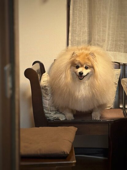 写真 | 椅子でくつろぐポメラニアンがラスボス級 圧倒的なもふもふ感と