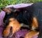 毒性のあるものを口にした犬　命は救われるも自力で立てず「それでもレスキューと共に前を向く」