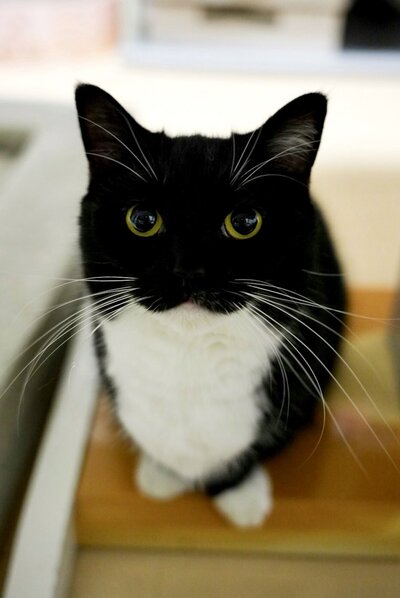 【一番かわいいところは？】4つじゃ足りない？！猫さんのイチオシポイント《4つ！》飼い主さんがご紹介　