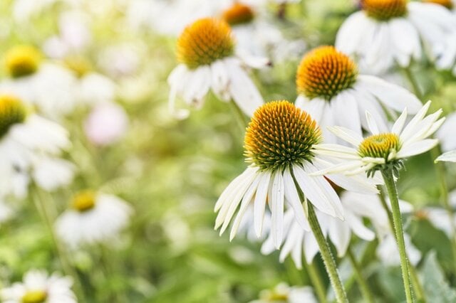 【お金をかけない庭づくり】少しの植物で「ずっと花咲くホワイトガーデン」花期の長い多年草10選