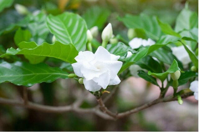 【ガーデニング】玄関をオシャレに飾る「花がキレイな低木」7選