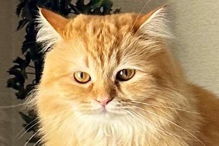 「Mステの階段から降りる日はいつですか」朝食を催促する猫達