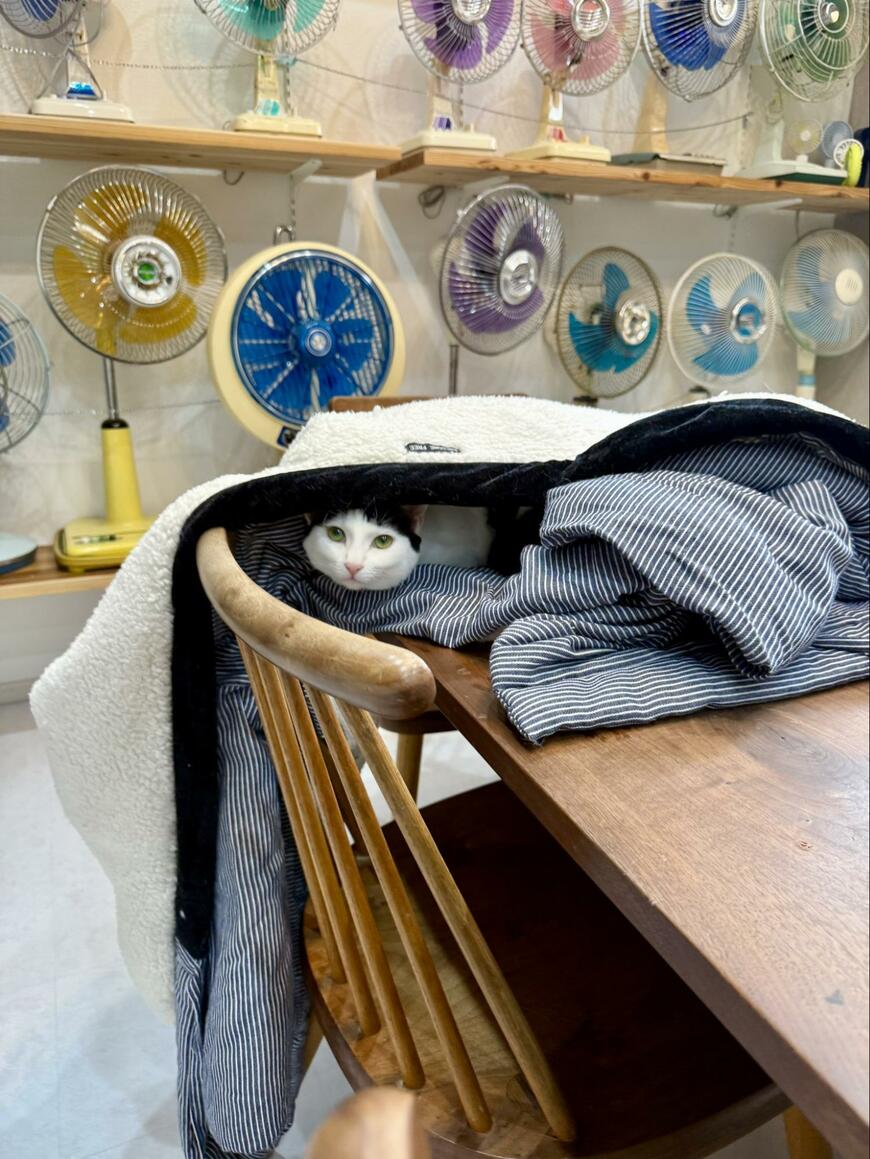 「猫ちゃんホイホイ」ぬくぬく半纏は猫ちゃんの大好物！投稿主さんもあったかくてウィンウィン