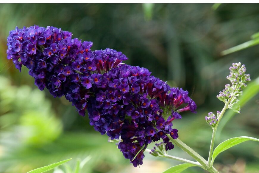 Karin de Mamiel/istockphoto.com