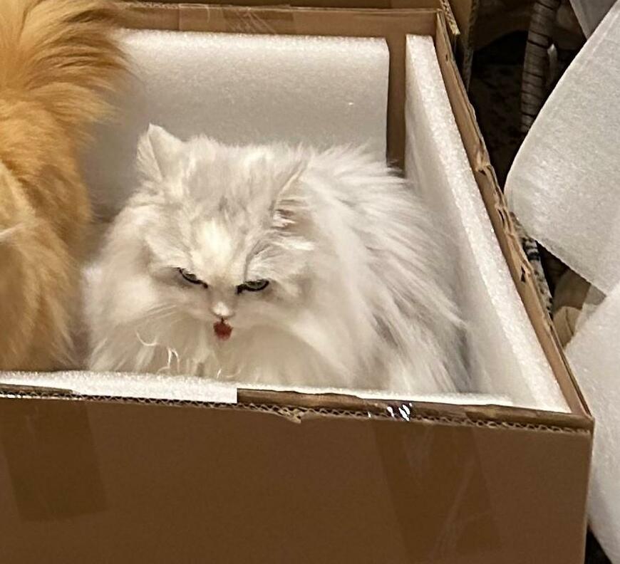 出所：@NEKOLAND13