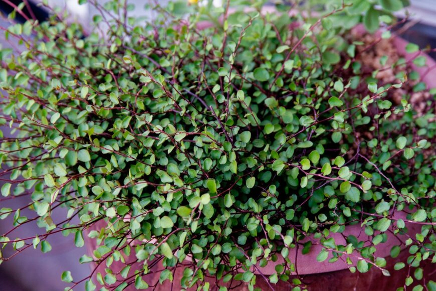 Itsunfotos/shutterstock.com