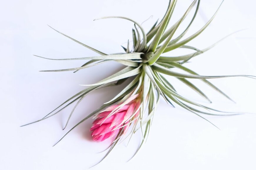 Rapeephun Pannim/Shutterstock.com