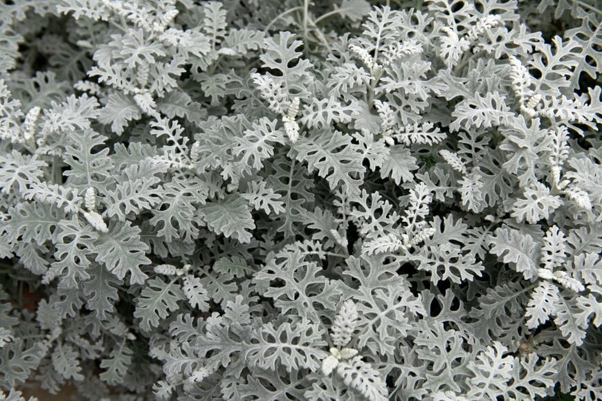 tristan tan/shutterstock.com