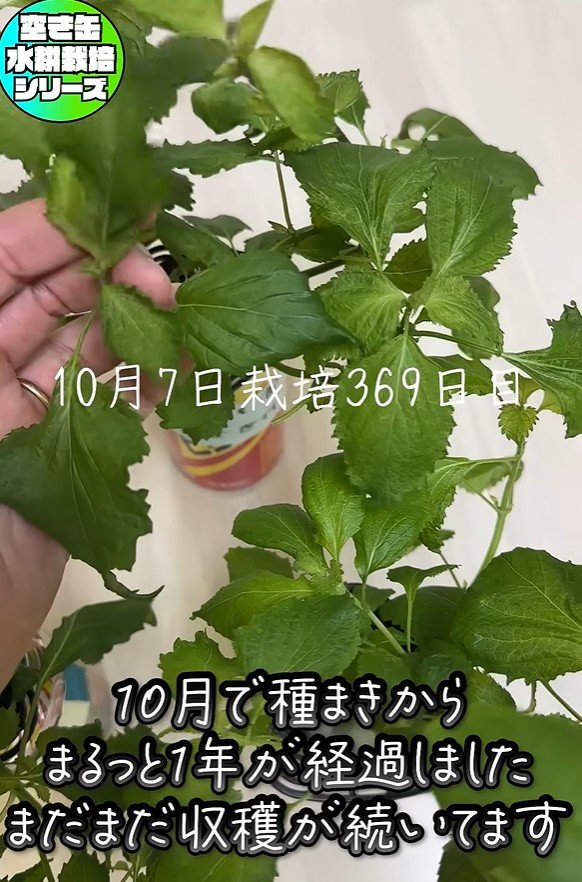 出所：@mikanbo-ya1987