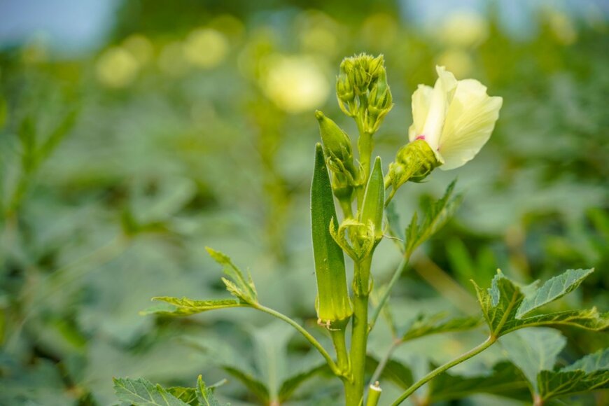 【ガーデニング】種まきはGWに！家庭菜園で育てたい「野菜とハーブ」厳選6つ