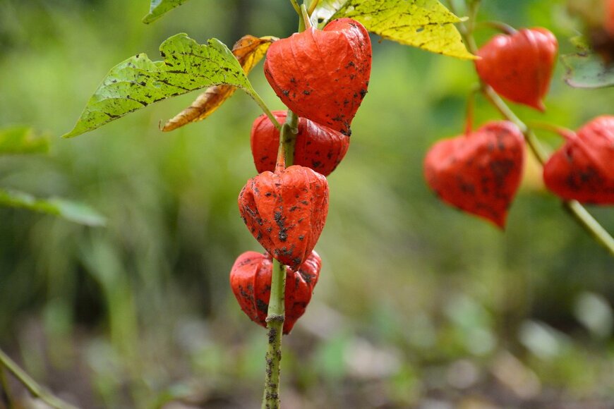 High Mountain/Shutterstock.com