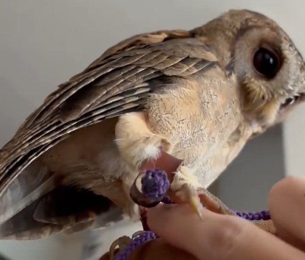 ふわふわ羽毛のお尻がかわいいフクロウさん、もふもふしたい飼い主さんとの攻防が微笑ましいと話題！
