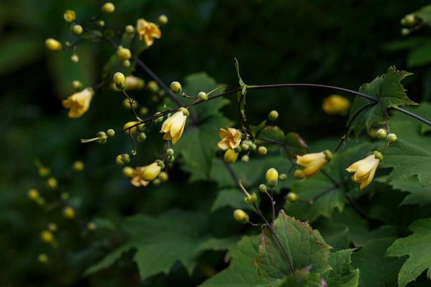 Flower_Garden/shutterstock.com