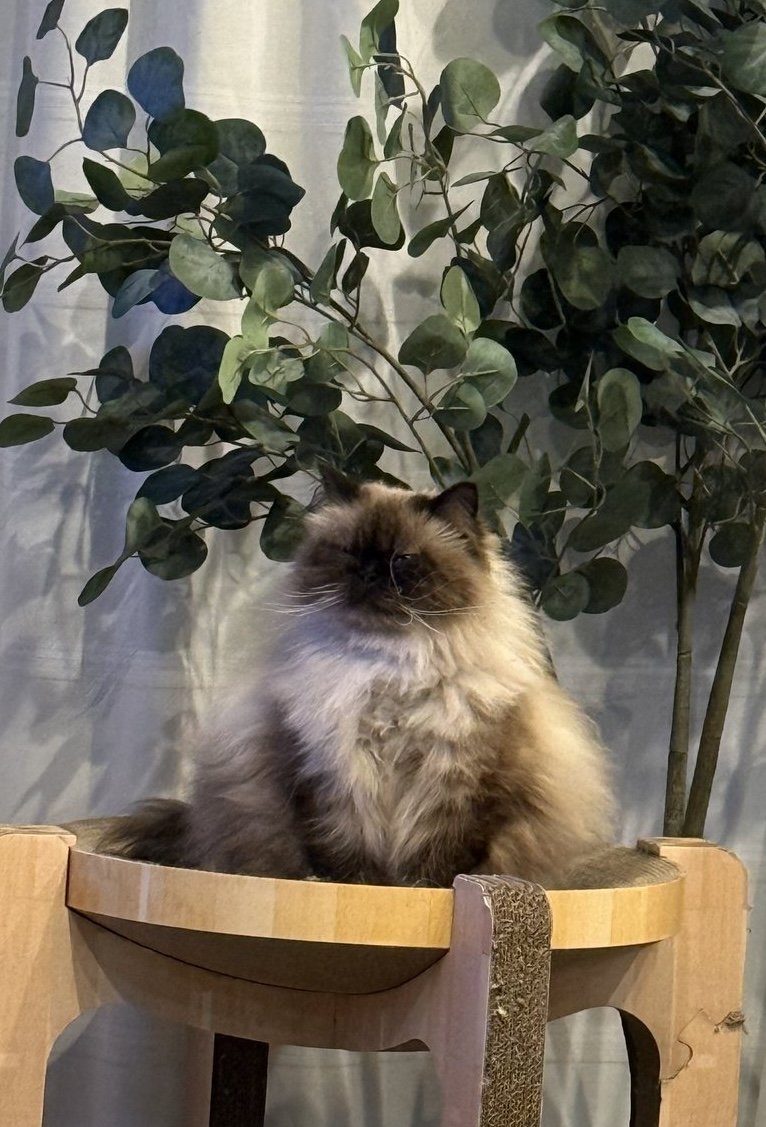 出所： @mog_cororincho