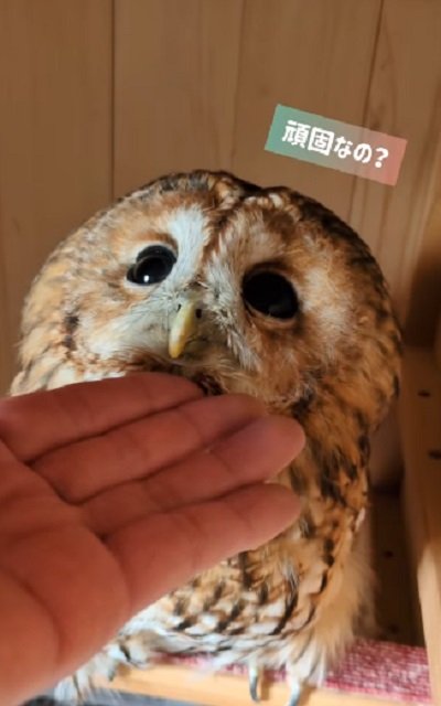 出所：@mori_luna_tawny_owl