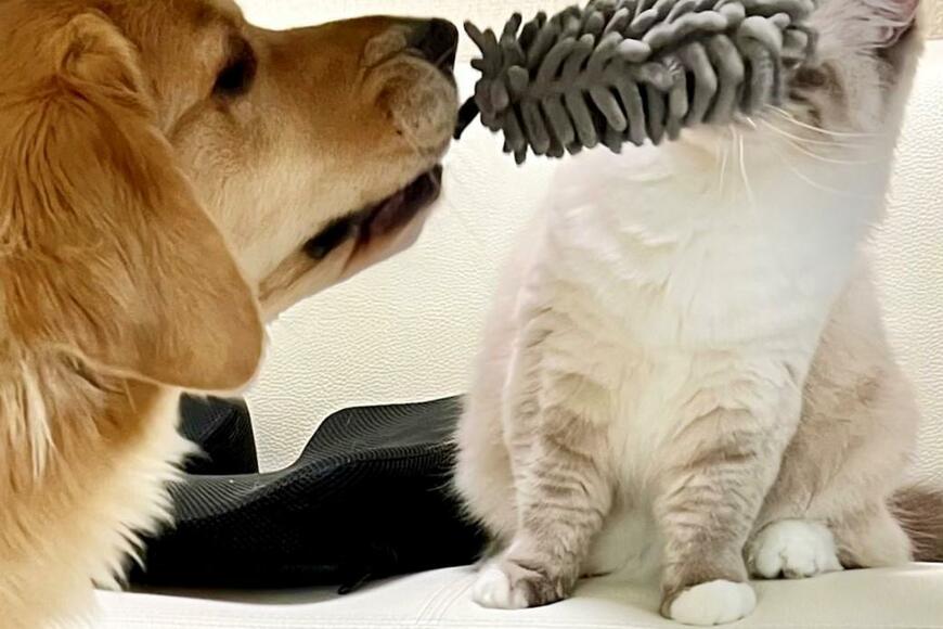 犬「遊びたいの」猫「うぅ…」ワンコの要求が想像の斜め上を行く