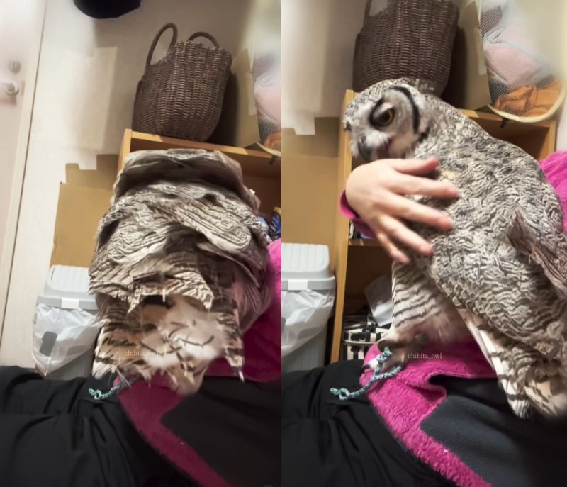 出所：@chibita_owl