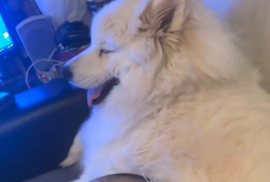 出所：@samoedsoran