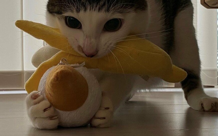 出所：@Saeroyi_cat