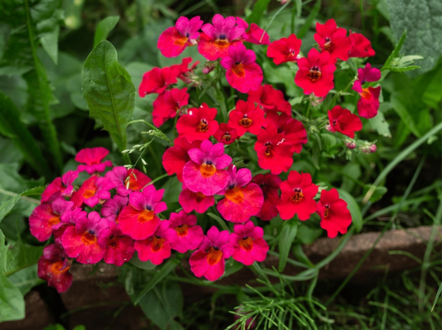                                                                 Max_555/shutterstock.com