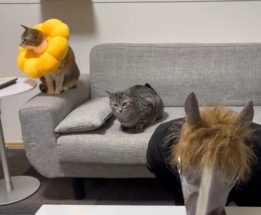 出所：@totomaru_hanmi