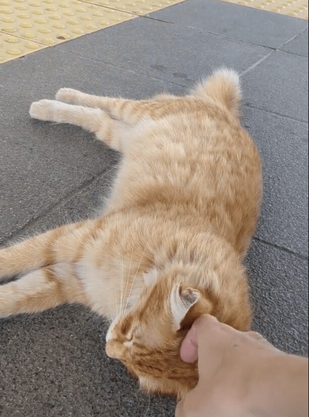 出所：@nekosanpoch