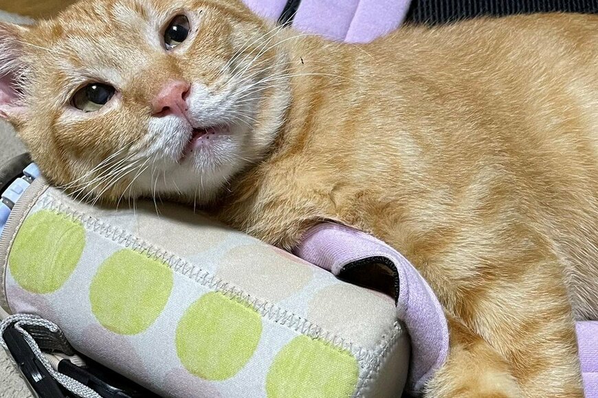 出所：@Beercat_Ana_Dar