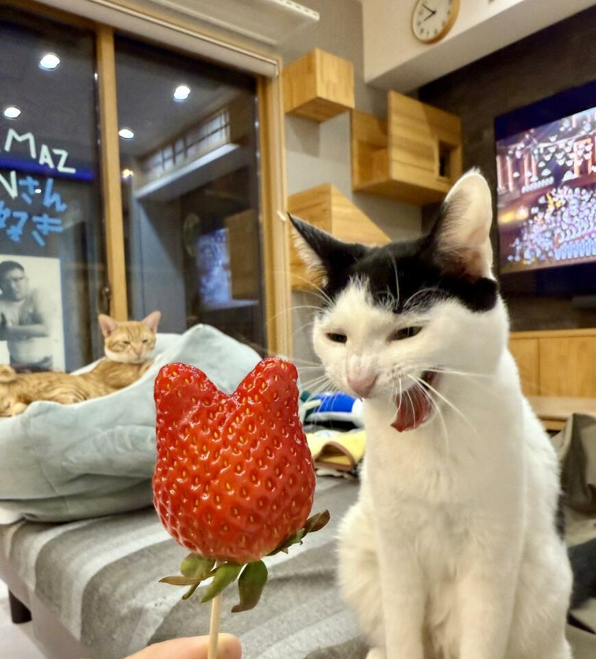 出所：@omochi_nam01