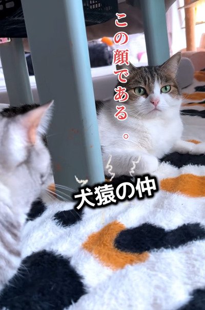 出所：＠nikoandkotatorowasabi