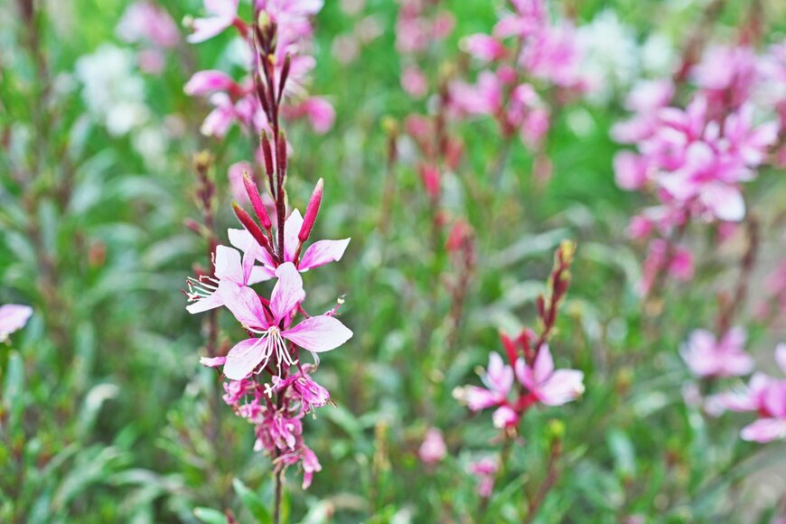 igaguri_1/istockphoto.com