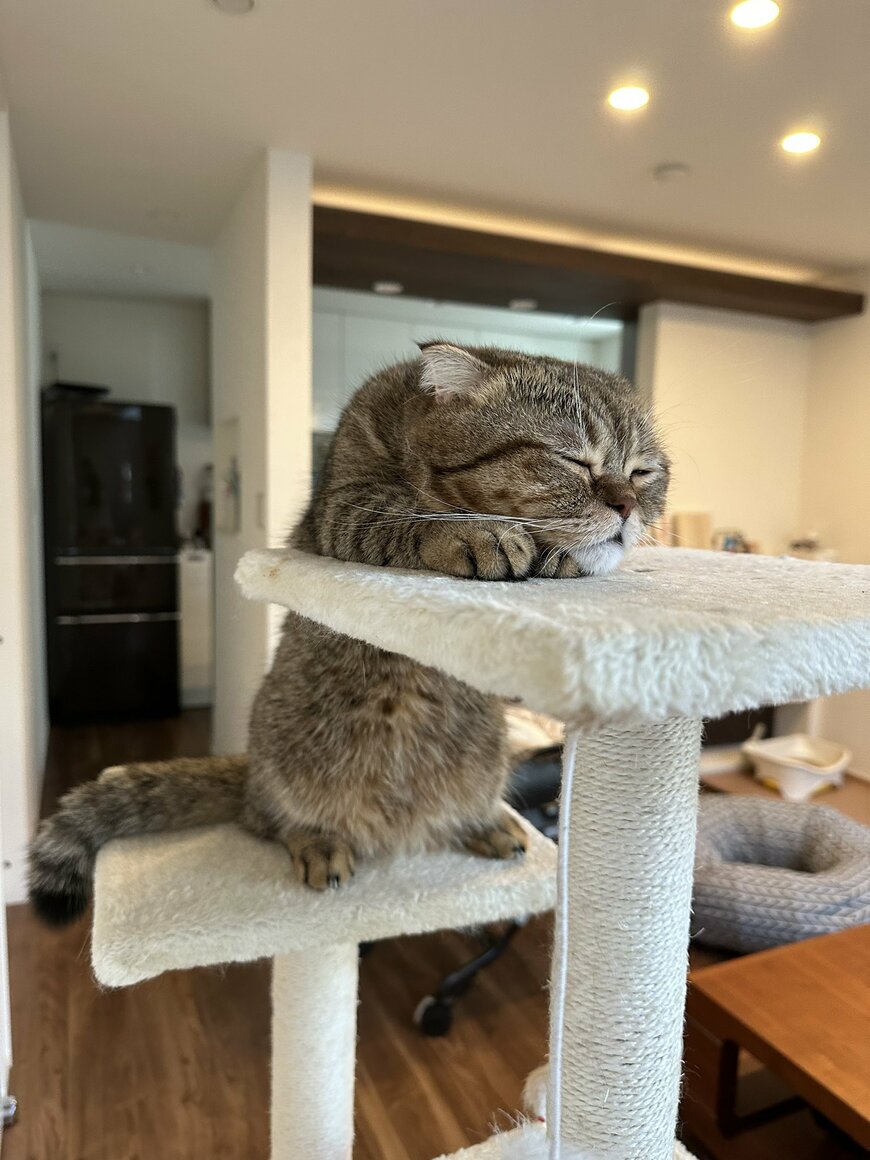 出所：@ponpokopontanu