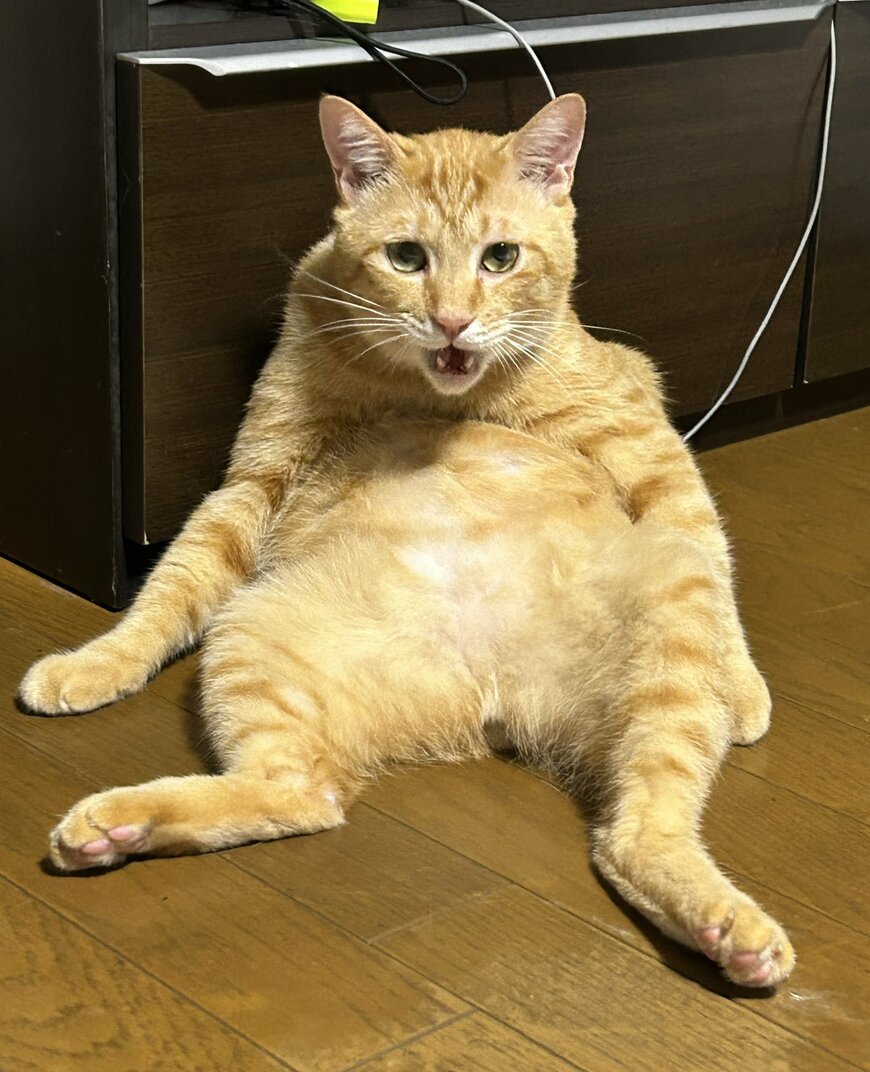 出所：@Beercat_Ana_Dar