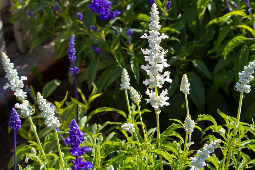 alybaba/Shutterstock.com