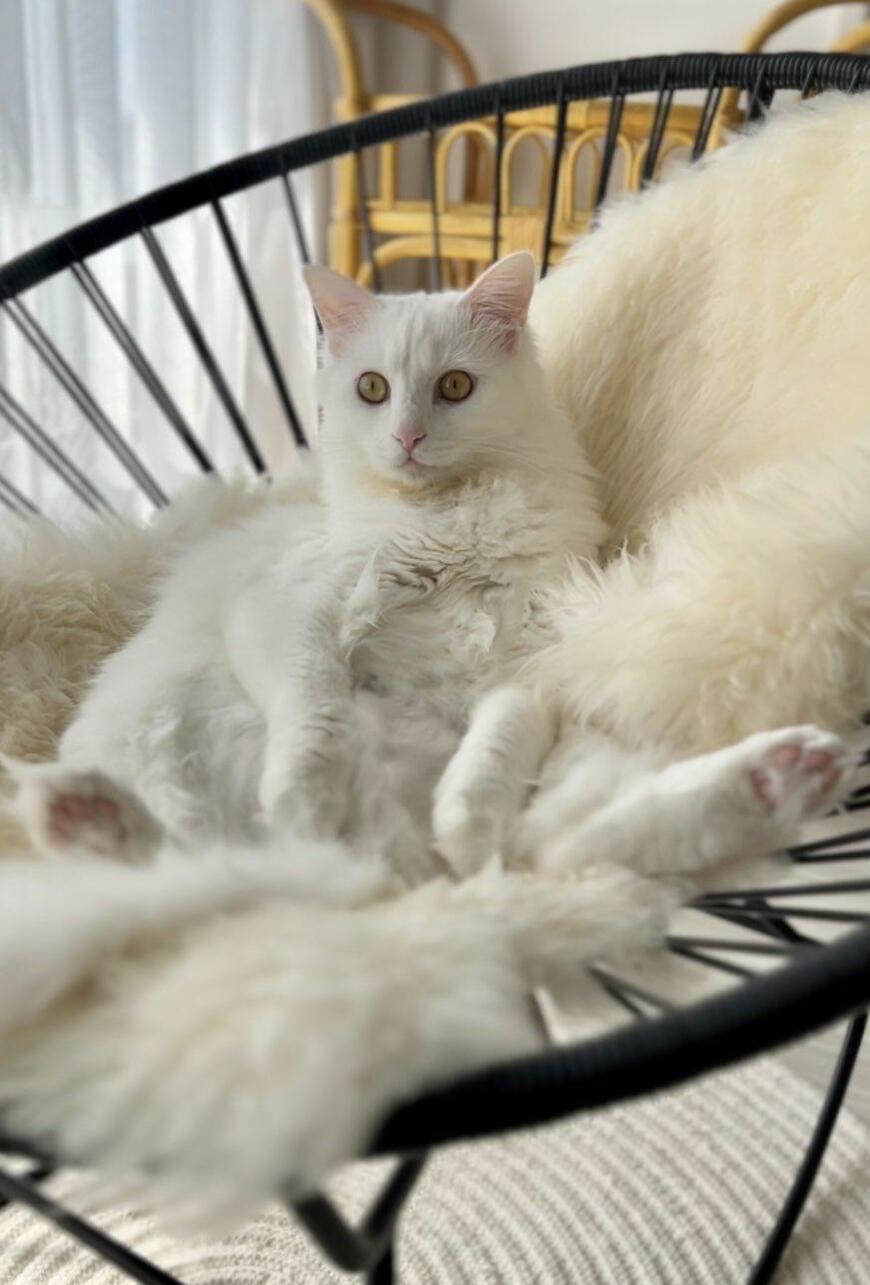 出所：@meltube_cat