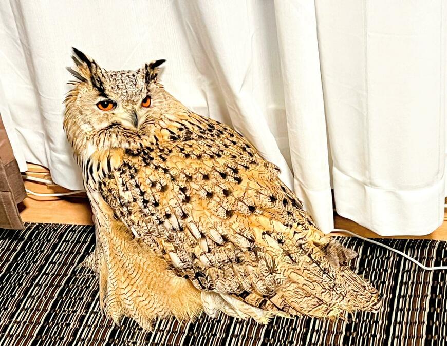 「今日は何だかゴージャスだね…」ペットのフクロウのいつもと違った表情にSNSでは反響続々！