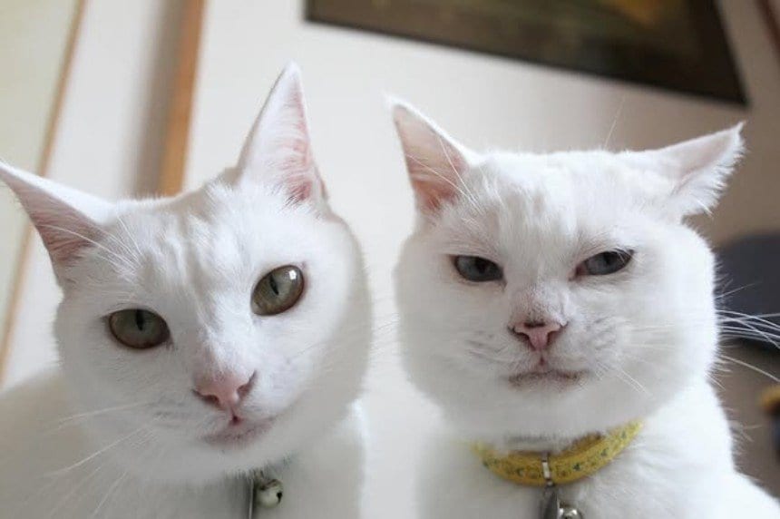 遊ぶ2匹の猫ちゃん…「なぜか乗り物扱い」をして笑い集める姿に反響続出