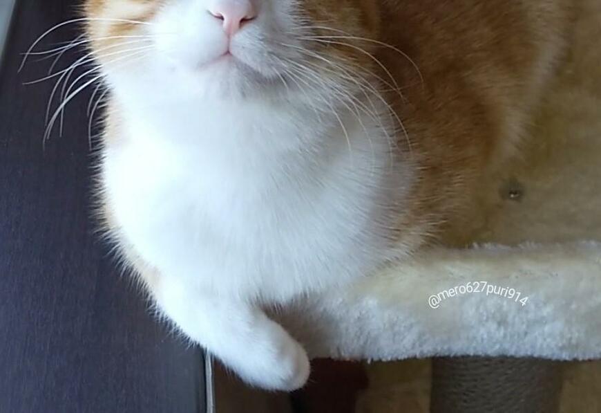 出所：@mero627puri914