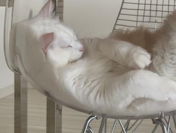 出所：@meltube_cat