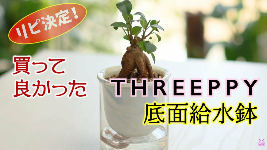「水やりの救世主」ダイソー系列THREEPPY【底面給水鉢】おしゃれ＆高級感が魅力！年末年始の外出にも