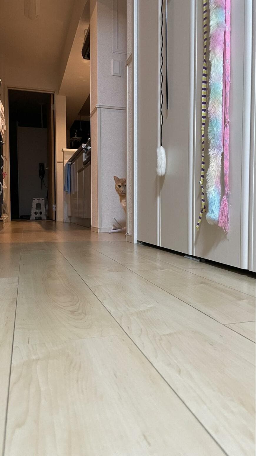 「その子が1番なの？」同居猫ちゃんに対して嫉妬顔…？コッソリ見つめる姿が話題