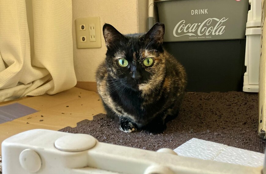 出所：@TTomoecarl